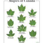 Maple Leaf Moolah: Effortless Ways To Earn Money In Canada
