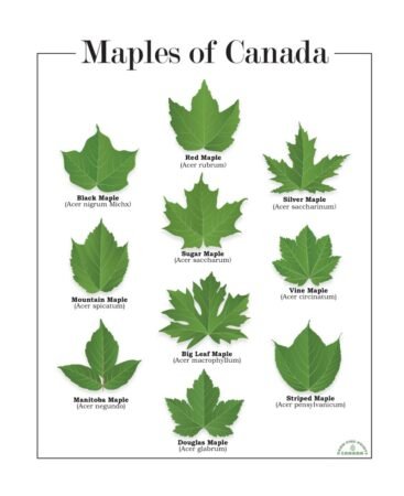 Maple Leaf Moolah: Effortless Ways To Earn Money In Canada