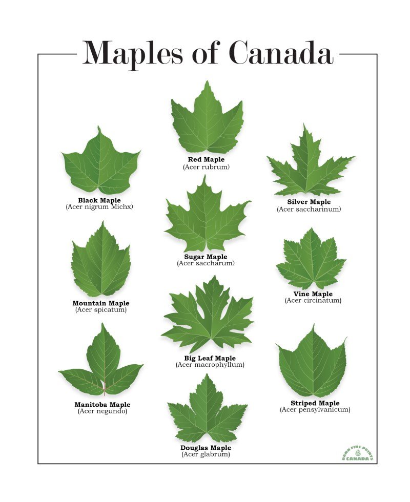 Maple Leaf Moolah: Effortless Ways To Earn Money In Canada Maple Leaf Moolah: Effortless Ways To Earn Money In Canada