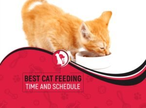 Cat Eating But Losing Weight