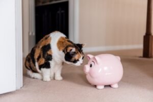 Cat Insurance For Older Cats