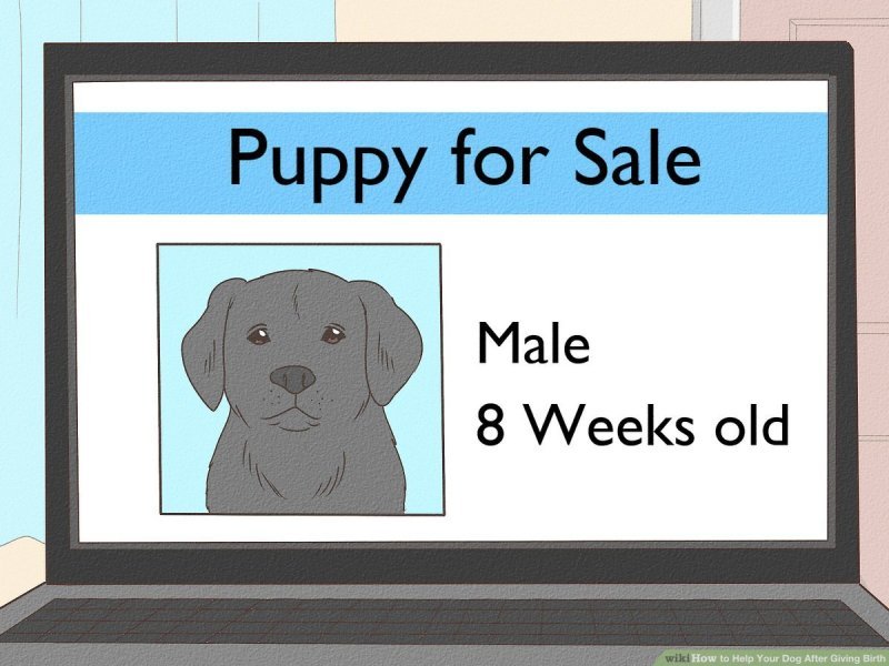 How To Help Mom Dog Produce Milk How To Help Mom Dog Produce Milk