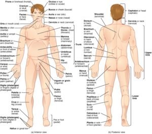 Medical Terminology Systems A Body System Approach