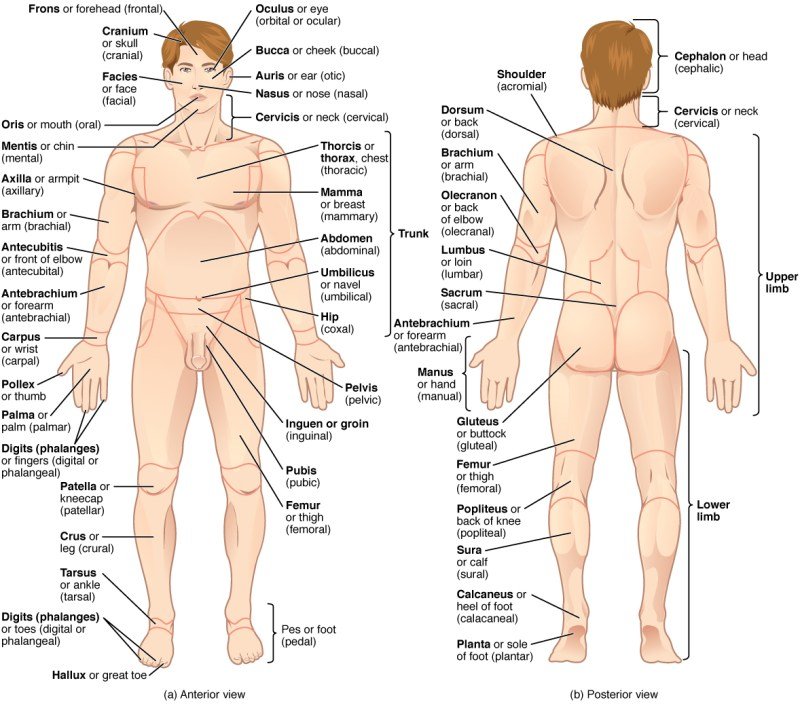 Medical Terminology Systems A Body System Approach Medical Terminology Systems A Body System Approach