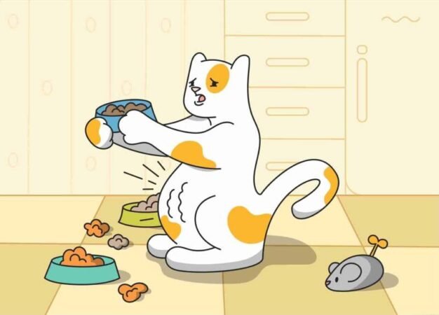Older Cat Losing Weight But Eating