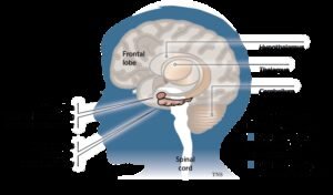 What Causes Autism Spectrum Disorders