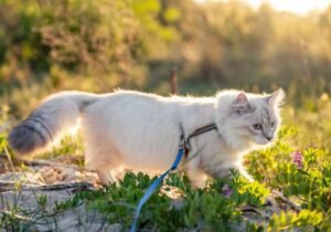 Why Is My Cat Losing Weight But Still Eating