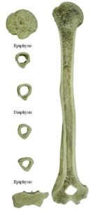 Human Osteology 3rd Edition Pdf