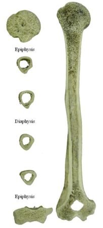 Human Osteology 3rd Edition Pdf