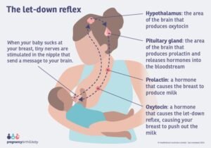 Periods While Breastfeeding Milk Supply