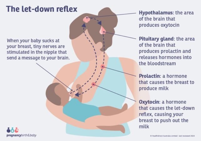 Periods While Breastfeeding Milk Supply