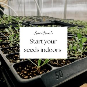 Start Tomatoes From Seed Indoors