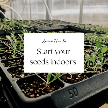 Start Tomatoes From Seed Indoors