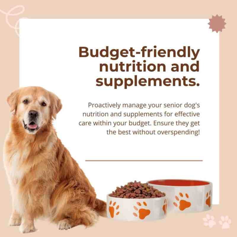 Best Dog Food For Older Dogs To Gain Weight