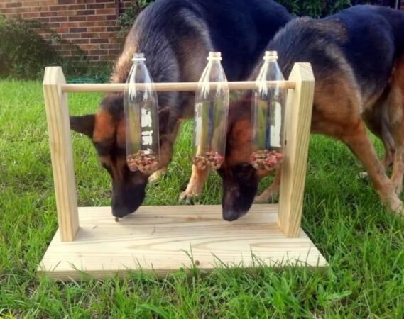 How To Keep Dog Occupied