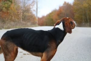 Puppy Eating But Not Gaining Weight