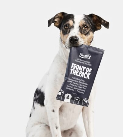Dog Food For Dogs To Gain Weight