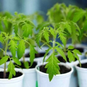 When To Start Planting Tomatoes Indoors