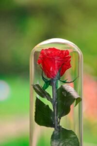 Beauty And The Beast Enchanted Rose Centerpiece