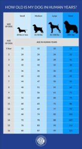 Best Dog Food For Dogs To Gain Weight