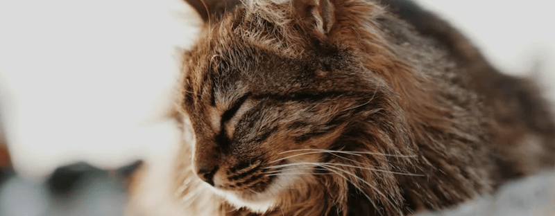 Cat Keeps Coughing But Seems Fine