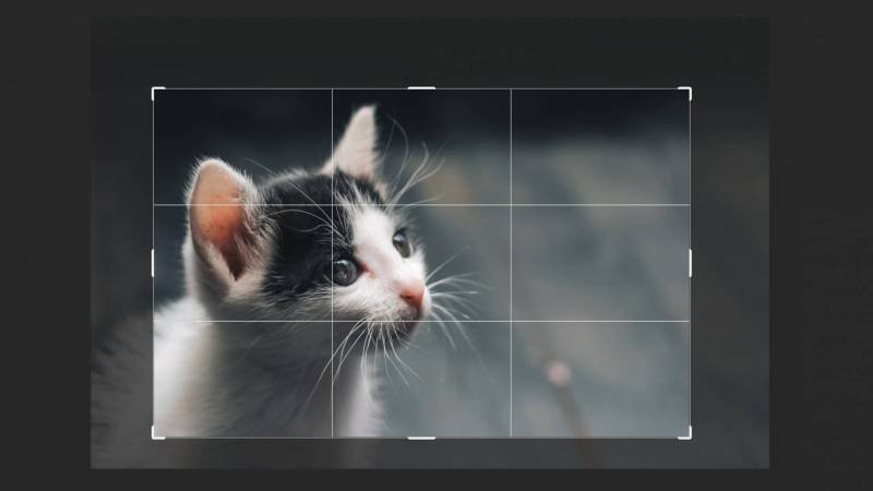 How To Crop A Picture Using Photoshop How To Crop A Picture Using Photoshop