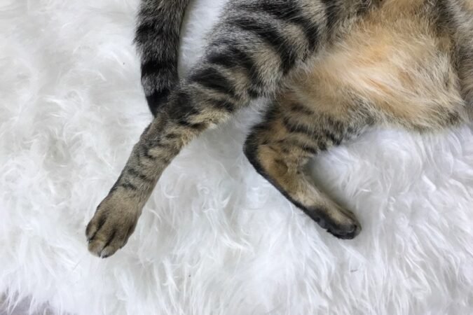 How To Help Cats Gain Weight