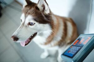 How To Help My Dog Gain Weight