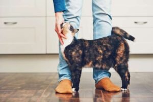 Kitten Has Diarrhea But Seems Fine