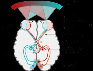 An Introduction To Brain And Behavior 6th Edition