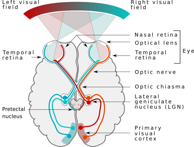An Introduction To Brain And Behavior 6th Edition An Introduction To Brain And Behavior 6th Edition