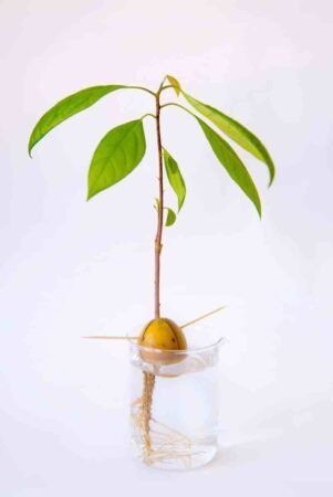 How To Grow A Avocado Tree From Seed