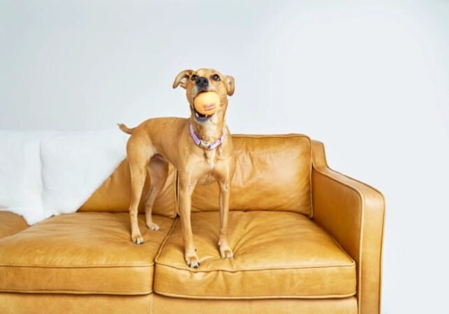 Ways To Keep Your Puppy Busy