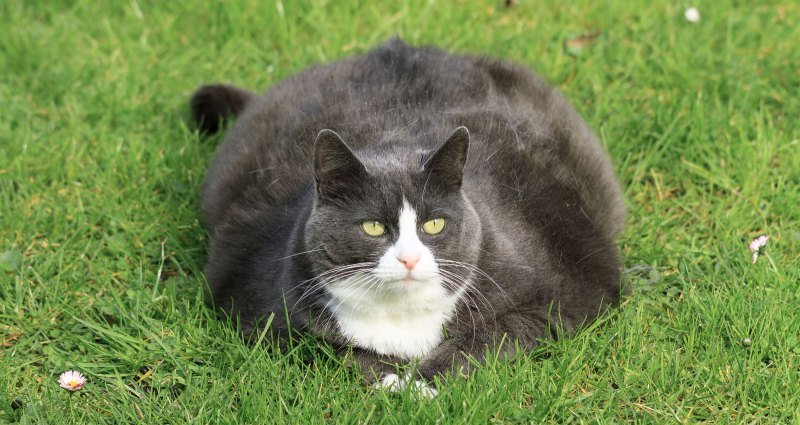 My Cat Is Losing Weight But Still Eating My Cat Is Losing Weight But Still Eating